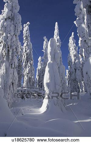 Blue, Clear Sky, Covering, Day, Evergreen Tree View Large Photo Image Stock Image - Blue, Clear Sky, Covering, Day, Evergreen Tree. Fotosearch