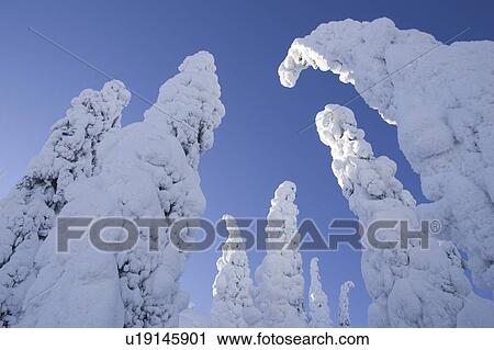 Stock Image - Blue, Clear Sky, Covering, Day, Evergreen Tree. Fotosearch