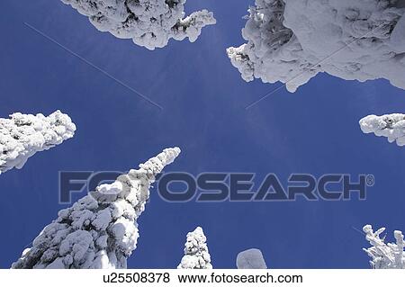 Stock Photo - Blue, Clear Sky, Covering, Day, Evergreen Tree. Fotosearch
