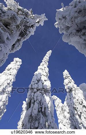 Stock Photograph - Blue, Clear Sky, Covering, Day, Evergreen Tree. Fotosearch