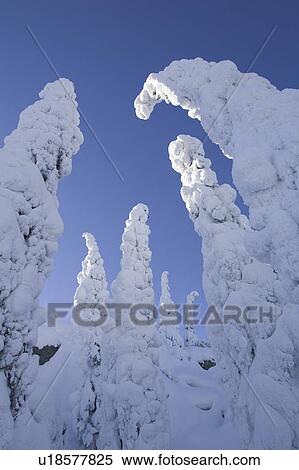 Blue, Clear Sky, Covering, Day, Evergreen Tree View Large Photo Image Stock Photography - Blue, Clear Sky, Covering, Day, Evergreen Tree. Fotosearch