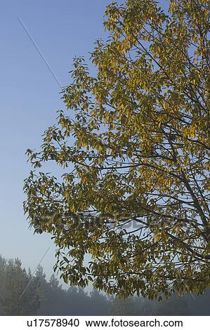 Stock Image - Blue, Clear Sky, Day, Dense, Green. Fotosearch