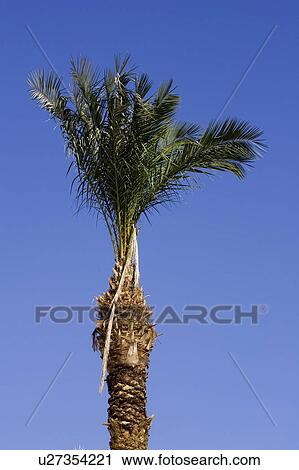 Stock Image - Blue, Clear Sky, Day, Frond, High Section. Fotosearch