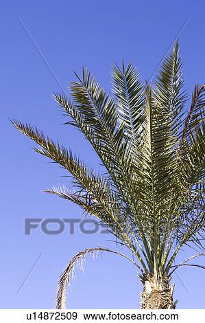 Blue, Clear Sky, Day, Frond, High Section View Large Photo Image Stock Photo - Blue, Clear Sky, Day, Frond, High Section. Fotosearch