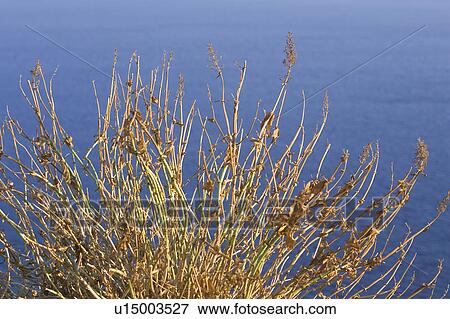 Blue, Cliff, Close-Up, Day View Large Photo Image Stock Photo - Blue, Cliff, Close-Up, Day. Fotosearch