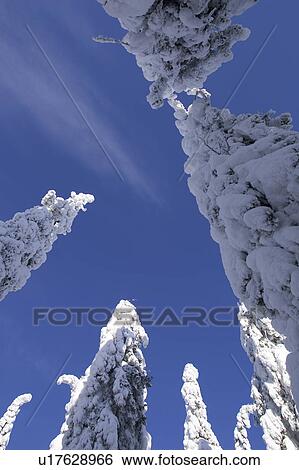 Stock Photograph - Blue, Covering, Day, Evergreen Tree, High Section. Fotosearch
