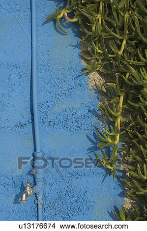Picture - Blue, Creeper, Day, Faucet, Green. Fotosearch
