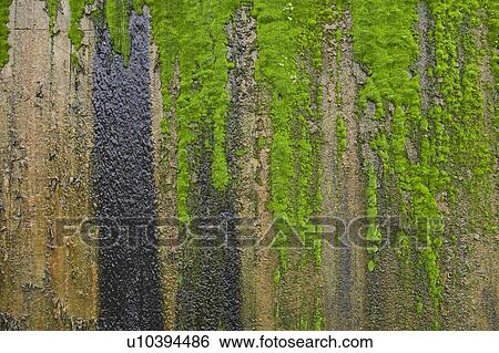Stock Photograph - Blue, Green, Fungus, Close-Up, Algae. Fotosearch