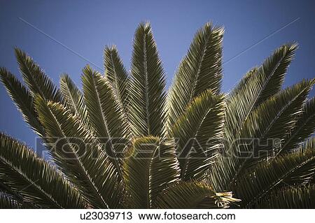 blue sky, branches View Large Photo Image Stock Image - blue sky, branches. Fotosearch