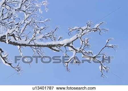 Stock Photo - Blue Sky, Day, Cold, Calm, Autumn. Fotosearch