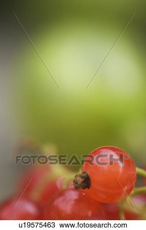 Blurred, Close-Up, Comestible, Drupes, Eatable View Large Photo Image Stock Image - Blurred, Close-Up, Comestible, Drupes, Eatable. Fotosearch
