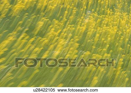 blurry, calm, agriculture View Large Photo Image Stock Photography - blurry, calm, agriculture. Fotosearch