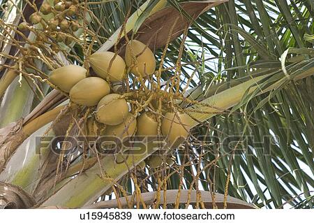 Stock Photo - bough, branch. Fotosearch