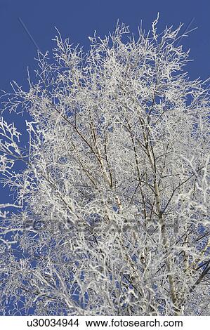 Branch, Clear Sky, Close-Up, Day, Dry View Large Photo Image Picture - Branch, Clear Sky, Close-Up, Day, Dry. Fotosearch