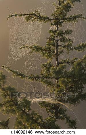 Stock Photograph - Branch, Close-Up, Coniferous Tree, Day, Evergreen Tree. Fotosearch