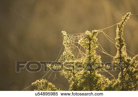 Stock Photography - Branch, Close-Up, Coniferous Tree, Day, Evergreen Tree. Fotosearch