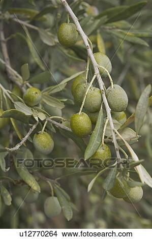 Picture - Branch, Close-Up, Day, Focus On Foreground, Fruit. Fotosearch
