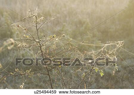 Stock Photo - Branch, Cobweb, Day, Focus On Foreground, Green. Fotosearch