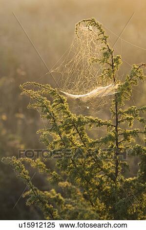 Branch, Cobweb, Day, Green, High Section View Large Photo Image Stock Photography - Branch, Cobweb, Day, Green, High Section. Fotosearch