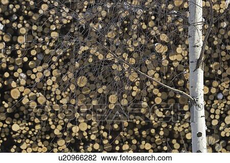 Stock Image - Branch, Day, Collection, Close-Up, Arrangement. Fotosearch