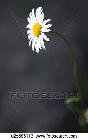 Stock Image - Branch, Flower, Flower Head, Green, Greenery. Fotosearch