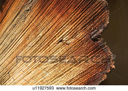 Brown, Close-Up, Concentric, Cracked, Cross Section View Large Photo Image Stock Image - Brown, Close-Up, Concentric, Cracked, Cross Section. Fotosearch