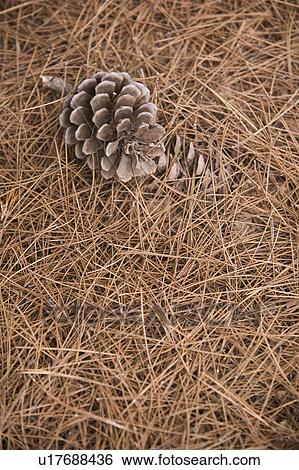 Brown, Close-Up, Cone, Dry, Haystack View Large Photo Image Stock Photograph - Brown, Close-Up, Cone, Dry, Haystack. Fotosearch
