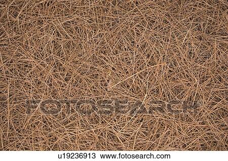 Stock Image - Brown, Close-Up, Dry, Full Frame, Grass. Fotosearch