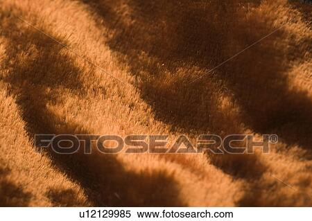 Brown, Close-Up, Full Frame, Fur View Large Photo Image Stock Photography - Brown, Close-Up, Full Frame, Fur. Fotosearch