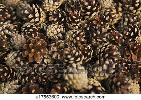Stock Image - Brown, Close-Up. Fotosearch