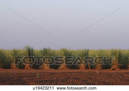 brown, country, agriculture View Large Photo Image Stock Image - brown, country, agriculture. Fotosearch