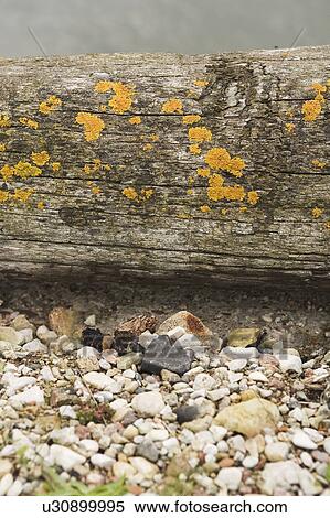 Stock Photography - Brown, Day, Faded, Grass, Log. Fotosearch