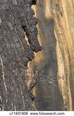 Brown, Extreme Close-Up, Outdoors, Peeling View Large Photo Image Stock Photo - Brown, Extreme Close-Up, Outdoors, Peeling. Fotosearch
