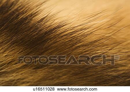 Stock Photo - Brown Hair, Close-Up, Dry, Full Frame. Fotosearch