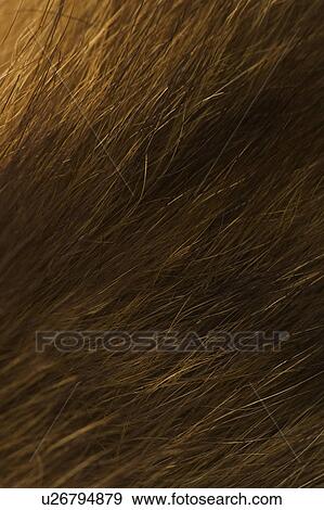 Stock Photo - Brown Hair, Close-Up, Dry, Full Frame, Human Hair. Fotosearch