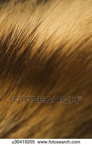 Stock Photography - Brown Hair, Close-Up, Dry, Full Frame, Human Hair. Fotosearch