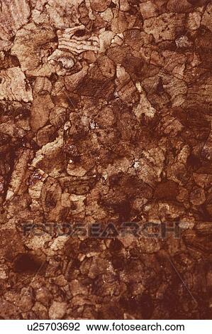 Stock Image - Brown, Wood. Fotosearch
