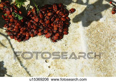 Stock Photograph - Bugs, Insects, Beetles, Pests, Fauna, Heap. Fotosearch