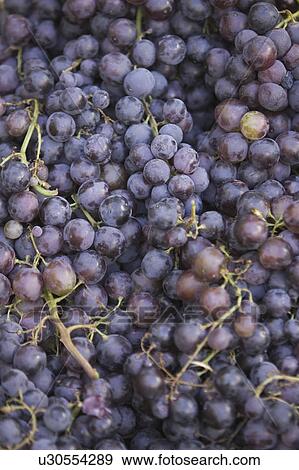 Bunch, Close-Up, Day, Directly Above, Food View Large Photo Image Stock Photo - Bunch, Close-Up, Day, Directly Above, Food. Fotosearch