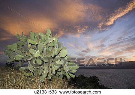 Stock Image - Cactus, Close-Up, Cloud, Dusk, Grass. Fotosearch