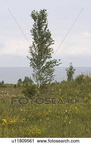 Calm, Day, Dense, Expanse, Flora View Large Photo Image Stock Image - Calm, Day, Dense, Expanse, Flora. Fotosearch