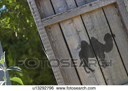 Stock Photograph - Camel, Day, Displayed, Growth. Fotosearch