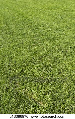 Cash Crop, Crop, Cultivation, Day, Environment View Large Photo Image Stock Photograph - Cash Crop, Crop, Cultivation, Day, Environment. Fotosearch