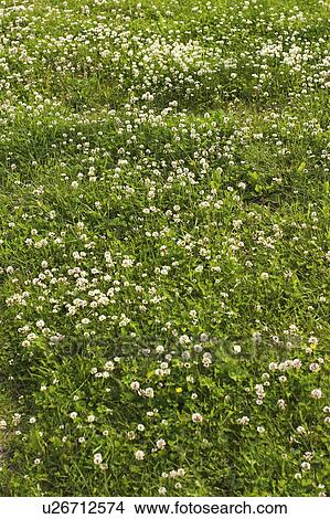 Picture - Cash Crop, Cultivation, Crop, Condition, Agriculture. Fotosearch