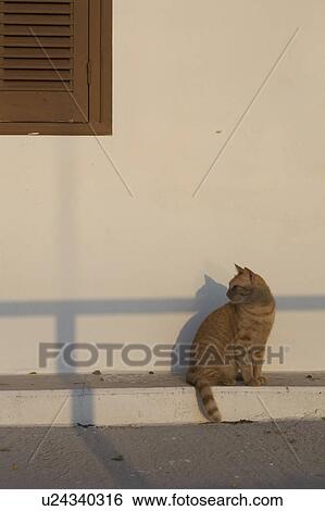 Cat, Domestic Cat, Domestic Animals, Day, Adult Animal View Large Photo Image Stock Photograph - Cat, Domestic Cat, Domestic Animals, Day, Adult Animal. Fotosearch