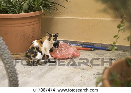Picture - Cat, Feline, Domestic Cat, Day, Adult Animal. Fotosearch