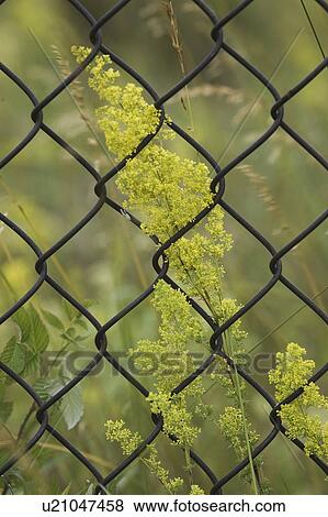 Stock Photo - Chain-Link Fence, Close-Up, Design, Fence, Fixed. Fotosearch
