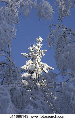 Stock Image - Clear Sky, Close-Up, Day, Outdoors. Fotosearch