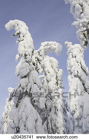Stock Image - Clear Sky, Covering, Day, Evergreen Tree, Forest. Fotosearch