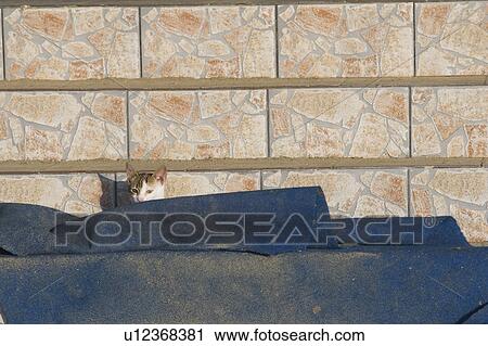 Stock Image - Close-Up, Animal Head, Cat, Carpet, Blue, Adult Animal. Fotosearch
